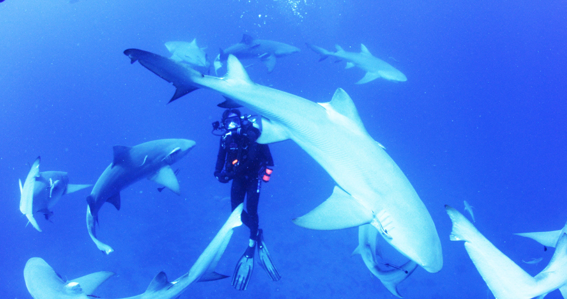 TIF_sharkwater